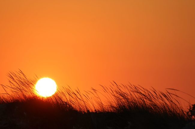 silhouette-of-grass-during-sunset-4016697